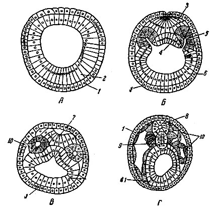 . 36.  .    (    ). , , ,  -  ; 1 - ; 2 - ; 3 -  ; 4 -  ; 5 -      ( ); 6 -   ; 7 -  ; 8 -  ; 9 - ; 10 - ; 11 -  