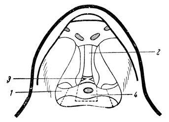 Рис. 26. Схема основания черепа лягушки (после отведения в стороны краев рассеченной слизистой оболочки крыши ротовой полости). 1-2 - покровная клиновидная кость; 3 - просвечивающий перекрест зрительных нервов; 4 - просвечивающий гипофиз