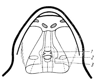Рис. 27. Схема головного мозга лягушки снизу (после снятия покровной клиновидной кости). 1 - перекрест зрительных нервов; 2 - подбугровая область; 3 - гипофиз