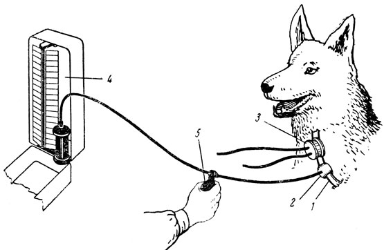 Рис. 33. Измерение кровяного давления у собаки по Короткову в сонной артерии, выведенной в кожный лоскут по ван Леерсуму. 1 - сонная артерия, выведенная в кожный лоскут; 2 - компрессионная манжетка; 3 - фонендоскоп; 4 - ртутный манометр; 5 - нагнетательный баллон