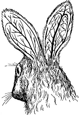 Рис. 19. Влияние перерезки симпатических нервов на тонус сосудов уха кролика. Сосуды правого уха (на стороне перерезки) расширены