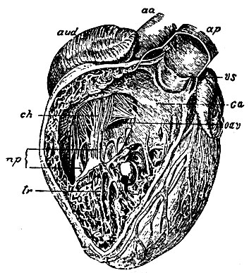 . 7.   ,     . tr - trabeculae carneae; mp - musculi papillares; oav - ostium atrio-ventriculare dextrum; ch - chordae tencrineae  ; ca - conus arteriosus  ; ap -  ; vs -       (    ); aud -   ; aa - 