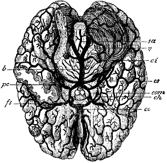 . 14.  . v - a. vertebralis; b - a. basilaris; ci - a. cerebelli inferior; cs - a. cerebelli superior; pc - a. cerebri posterior (s. profunda cerebri); sa - a. spinalis anterior; com - a. communicans posterior; ch - a. chorioidea; cc - a. cerebri anterior (s. corporis callosi); fs - a. cerebri media (s. arteria fossae Sylvii)