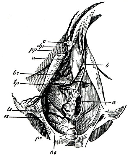 . 29.  a. pudendae communis   .  -  ; b - bulbus urethrae;  - corpus cavernosum penis; ts - lig. tuberoso-sacrum; ss - lig. spinoso-sacrum; pc - a. pudenda communis; he - a. haemorrhoidalis inferior; tp - a. transversa perinei; bc - a. bulbo-cavernosa; u - a. uretralis; pp - a. profunda penis; dp - a. dorsalis penis