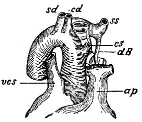 . 36.    . cs - a. carotis sinistra; cd - . rotis dextra; sd - a. subclavia dextra; ss - a. subclavia sinistra; ap - a. pulmonale; dB - ductus arteriosus Botallii; vcs - vena cava superior
