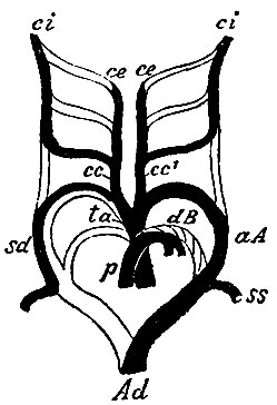 . 38.     ()     . aA - arcus aortae; Ad - aorta descendens; ta - truncus anonymus; sd - a. subclavia dextra; cc - a. carotis comm. dextra; cc - a. carotis comm. sinistra; ce, ce - aa. carotides externae (  ); ci, ci - aa. carotides internae (  ); ss - a. subclavia sinistra; p - a. pulmonalis; dB - ductus Botallii