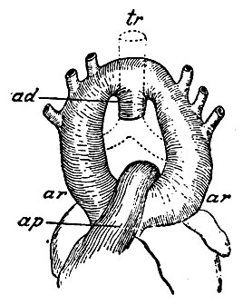 . 40.    . ar, ar - arcus aortae (  ), ad - aorta descendens; tr - trachea ( );  - a. pulmonalis