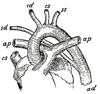 . 42.        . sd - a. subclavia dextra; cd - a. carotis dextra; cs - a. carotis sinistra; ss - a. subclavia sinistra; ad - aorta descendens; ap, ap -  a. pulmonalis; cs - v. cava descendens