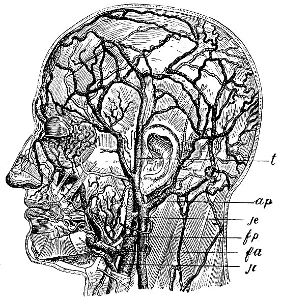 . 53. t - vena temporalis: ap - v. auricularis posterior; je - v. jugulans externa (posterior); fp - v. facialis posterior; fa - v. facialis anterior; jc - v. jugulans communis