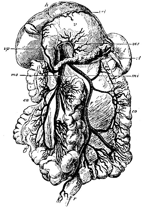 . 57.   . vp -  v. portae; ms - v. mesenterica superior; mi - v. mesenterica inferior; vl - v. lienalis; vcs - v. coronaria ventriculi superior; vci - v. coronaria ventriculi inferior; h - ,  ; v - ,  ; l - ; ca - colon ascendens (col. transvers. ); co - colon descendens; r -  