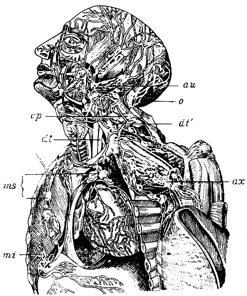 . 69.      - plexus subclavius  ,        . dt, dt′ -    ; cp - glandulae cervicales; o - glandulae occipitales; au - glandulae auriculares;. ms - glandulae mediastinicae superiores; mi - glandulae mediastinicae inferiores