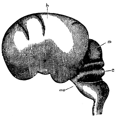 . 73.     ( Kolliker); mo - medulla oblongata; c - cerebellum; m - corpus quadrigeminum; h -    