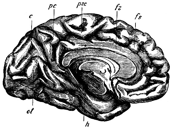 . 82.    , fs -   gyrus frontalis superioris; prc - lobulus paracentralis; fr - gyrus fornicatus; pc - praecuneus; c - cuneus; ot - gyrus occipitotemporalis medialis  h - gyrus hyppocampi (     )
