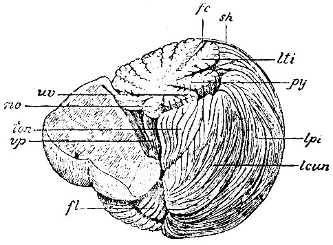 . 88.   ,  ,           . sh -  sulci horizontalis magni; lti - laminae transversae inferiores; lpi - lobus posterior inferior; py - pyramis; lcun - lobus cuneiformis; uv - uvula; ton - tonsilla; no - nodulus; fl - flocculus; vp -  veli med. posterioris    