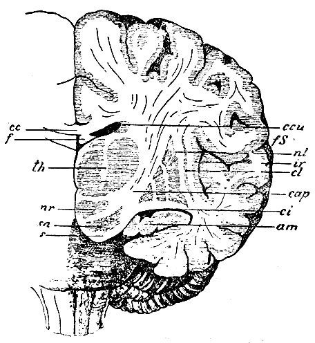 . 96.    ( ),    ,    . cc -  ; f - ; th - thalamus opticus; ccu -  corporis caudati; nl - nucleus lenticularis; cl - claustrum; cap - capsula interna; nr -   (nucleus tegmenti); sn - substantia nigra (Sömmeringii)  ; s - basis ; ci -        - am -  ; fS - fiss. Sylvii; ir - insula (Reilii)