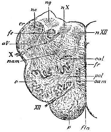 . 102.         ( ). nXII -  n. hypoglossi; nX -  n. vagi; XII -     n. hypoglossi; X -     n. vagi; nam - nucleus ambiguus; o - nucleus dentatus olivae; oal -    ; oam -    ; ng -  funiculi gracilis; nc -  funiculi cuneati; aV -   n. trigemini, fs - funiculus solitarius    Krause,    n. vagi; cr - corpus restiforme; p -  ,        fibrae arciformes externae; fr - formatio reticularis tegmenti,     (fibrae arcuatae internae); pol -   (pedunculus olivae); r - raphe; fla - fissura longitudinalis anterior