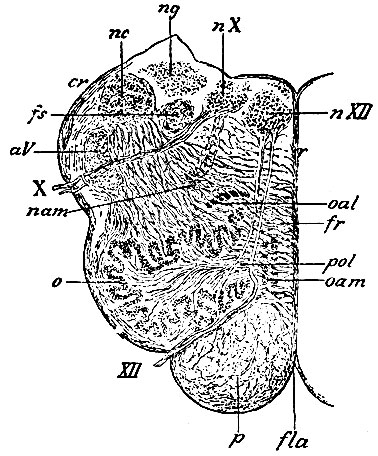 . 104.         ( ). nII -  n. hypoglossi; n -  n. vagi; XII -     n. hypoglossi; X -       n. vagi;  - nucleus ambiguus; o - nucleusdentatus olivae; oal -    ; oam -    ; ng -  funiculi gracilis; nc -  funiculi cuneati; aV -   n. trigemini; fs - funiculus solitarius    Krause,    n. vagi; cr - corpus restiforme; p -  ,        fibrae arcuatae externae; fr - formatio reticularis tegmenti,     (fibrae arcuatae internae); pol -   (pedunculus olivae); r - raphe; fla - fiss. longitudinalis anterior