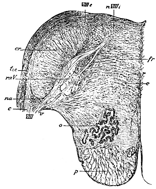 . 105.      striae acusticae. VIII -     n. acustici; nVIIIe -   ; na -    : tic - tuberculum acusticum; VIII - n. acusticus; c -  ramus cochlearis; v -  ramus vestibularis; raV -     n. trigemini; o - nucleus dentatus olivae; cr - corpus restiforme; fr - formatio reticularis; r - raphe; c -   formationis reticularis    ; p - 