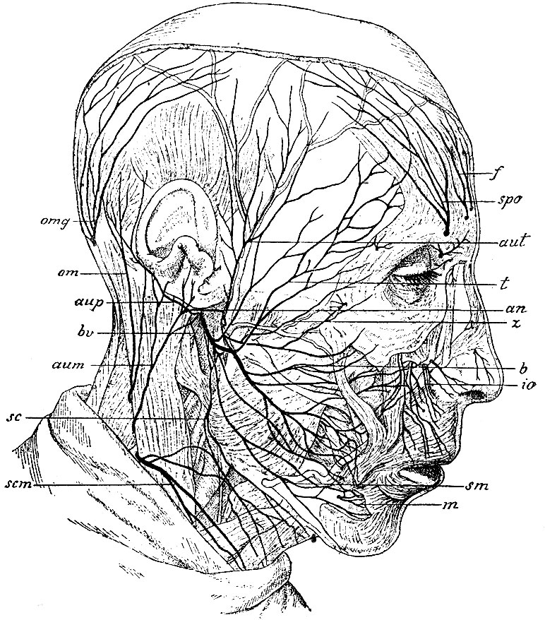. 118.     .   -  n. facialis;  : aup - n. auricularis posterior; t - rami temporales; z - rami zygomatici; b - rami buccales; sm rami - subcutanei mandibulae; bv - n. biventricus; sc - n. subcutaneus colli superior; an -   n. facialis  n. auriculo-temporalis.  n. trigemini: f - n. frontalis; spo - n. supraorbitals; aut - n. auriculo-temporalis; io - n. infraorbitalis; m - n. mentalis; omg - n. occipitalis major (  2- ).   : om - n. occipitalis minor; aum - n. auricularis magnus; scm - n. subcutaneus colli medius