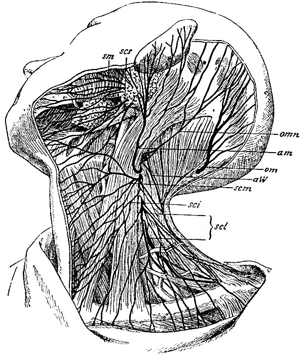 . 124.   . omn - n. occipitalis minor; am - n. auricularis magnus; scm - n. subcutaneus colli medius; sci - n. subcutaneus colli inferior; scl - nn. supraclaviculars.     : sm - n. subcutaneus mandibulae  n. facialis; scs - n. subcutaneus colli superior  n. facialis; om - n. occipitalis major (  2-  ); aW -   n. accessorii Willisii