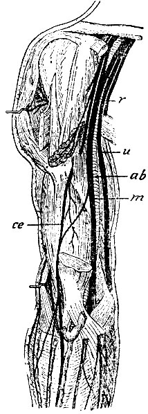 . 126.  . r - n. radialis; u - n. ulnaris; m - n. medianus; ce - n. cutaneus externus; ab - . brachialis
