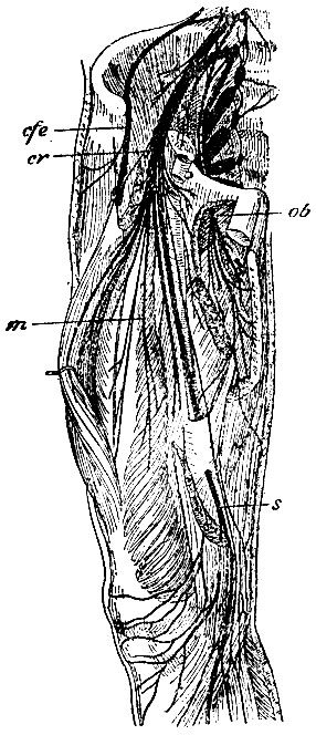 . 135. cfe - n. cutaneus femoris anterior externus; cr - n. cruralis; m -   ; s - n. saphenus; ob - n. obturatorius