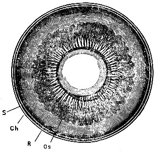 . 150.     .   ;  - corpus ciliare,   . S - sclera; Ch - chorioidea; R - retina; Os - ora serrata retinae