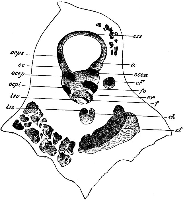 . 166.       ()       .      ,  : fo - fenestra ovalis; ocea -     ; ocep -  ; css -   ,    ; a -  ampulla; ocps -     ; ocpi -   ; cc - crus commune  ; cr -  recessus cochlearis; f -  ,   scalam tympani; lsv -   laminae spiralis osseae; ch -     (      ); lsc - lamina spiralis ossea   ; cF -   ,  ; ct -  