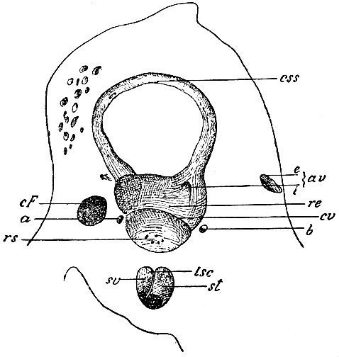 . 167.     ,   . 166.      ,   : cv - crista vestibuli; re - recessus ellipticus; rs - recessus sphaericus (   - macula cribrosa media); av - aquaeductus vestibuli; i -   ; e -  ,     ; css -   ; cF -   ; a - ,    maculae cribrosae superioris (          ); b - ,   foraminis singularis; st -scala tympani; sv - scala vestibuli; lsc - lamina spiralis ossea