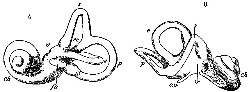. 170.    . A - , B - , v - vestibulum; fo - fenestra ovalis; av - aquaeductus vestibuli; s - canalis semicircularis superior; p - canalis semicireularis posterior; e - canalis semicircularis externus; ch - canalis cochleae