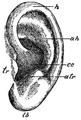 . 178.   . h - helix; ah - antihelix; cc - cavitas conchae; tr - tragus; atr - antitragus; lb - lobulus auriculae