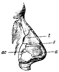 . 181.    . t - cartilago triangularis (  cartil. quadrangularis); s -  ; a - cartilago alaris ( ); ac -  