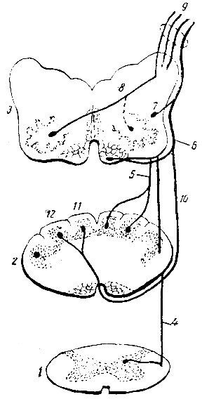 . 194.  ,              (corpus restiforme) ( ;  ). 1 -    ; 2 -     (  ); 3 -     (  ); 4 -  - ; 5 - fibrae arcuatae dorsales externae (   ); 6 - fibrae arcuatae  nucleus arcuatus; 7 -      ; 8 - - ; 9 -  ; 10 - fibrae arcuatae ventrales externae; 11 - nucleus gracilis; 12 - nucleus cuneatus