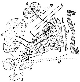 . 202.   nucleus caudatus  nucleus lenticularis ( ). 1 - insula; 2 - claustrum; 3 - putamen; 4 - globus pallidus; 5 - nucleus caudatus; 6 - thalamus; 7 - nucleus ruber; 8 - nucleus hypothalamicus (corpus Luysi); 9 - substantia nigra; 10 - radiatio thalamica anterior; 11 - tractus cortico-spinalis; 12 - pedunculus thalami inferior ( ); 13 - ansa lenticularis