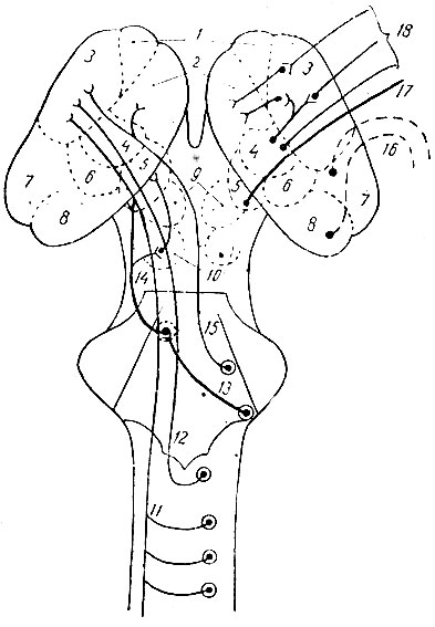 . 203.       ,  .               ( ; ). 1 - nucleus thalami anterior; 2 - nucleus thalami medialis; 3 - nucleus thalami lateralis; 4 - nucleus thalami ventralis; 5 - corpus geniculate mediale; 6 - nucleus thalami posterior; 7 - pulvinar; 8 - corpus geniculatum laterale; 9 - colliculus superior; 10 - colliculus inferior; 11 - lemniscus spinalis; 12 - lemniscus medialis; 13 -  ,  nucleus cochlearis  oliva superior; 14 - lemniscus lateralis; 15 - lemniscus nervi trigemini; 16 -  ; 17 -  ; 18 -   