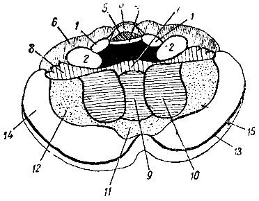 . 205.      . 1 - braehium conjunctivum eerebelli (   ); 2 - braehium pontis; 3 - lobulus centralis; 4 - velum medullare anticum; 5 - lingula; 6 - pars anterior lobuli quadrangularis; 7 - nodulus; 8 - flocculus; 9 - uvula; 10 - tonsilla (); 11 - pyramis; 12 - lobulus biventer; 13 - fissura horizontalis; 14 - lobulus semilunaris inferior; 15 - lobulus semilunaris superior