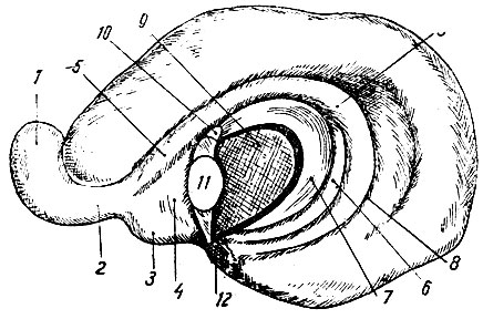 . 214.        (phascolarctos) (  ). 1 - bulbus olfactorius; 2 - pedunculus olfactorius ( ); 3 - tuberculum olfactorium; 4 - corpus praecommissurale sive paraterminale; 5 - fascia dentata (gyrus dentatus); 6 - alveus extraventricularis; 7 - fimbria; 8 - fissura hippocampi; 9 - thalamus; 10 - commissura hippocampi; 11 - commissura ventralis (commissura anterior    neopallii); 12 - chiasma optica