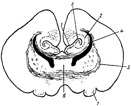 . 215.        ornithorhynchus (  ). 1 - fascia dentata; 2 - hippocampus; 3 - fissura hippocampi; 4 - commissura hippocampi; 5 - commisura anterior    neopallii; 6 - corpus paraterminale; 7 - lobus pyriformis