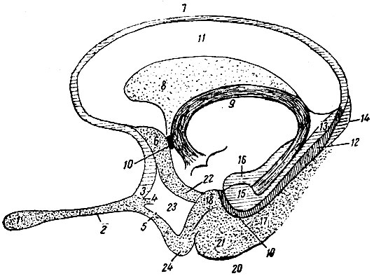 . 216.       ( ). 1 - bulbus olfactorius; 2 - tractus olfactorius; 3 - gyrus subcallosus (  hippocampi); 4 - gyrus olfactorius intermedius; 5 - gyrus olfactorius lateralis; 6 - corpus paraterminale; 7 - striae longitudinales mediales    ;   (  hippocampi); 8 - septum pellucidum; 9 - fornix; 10 - commissura anterior; 11 - corpus callosum; 12 - gyrus dentatus (  hyppocampi); 13 - gyrus fasciolaris (  hippocampi); 14 - gyrus callosus sive gyrus Andreae Retzii (  hippocampi); 15 - gyrus intralimbicus ( hippocampi); 16 -  hippocampus; 17 - gyrus hippocampi; 18 - nucleus amygdalae; 19 - cauda gyri dentati; 20 - incisura temporalis ( fissurae rhinalis); 21 - uncus ( lobus pyriformis)