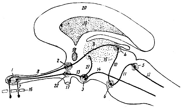 . 217.    ,     .        . 1 - bulbus olfactorius; 2 - gyrus olfactorius medialis; 3 - corpus mamillare; 4 - habenula; 5 - ganglion dorsale tegmenti; 6 - ganglion interpeduncular; 7 - fila olfactoria 8 - tractus olfactorius; 9 - tractus olfacto-habenularis (stria medullaris); 10 - tractus habenulo-peduncularis; 11 - tractus tegmentalis ; 12 - fasciculus longitudinalis dorsalis ; 13 - tractus olfacto-mamillaris; 14 - tractus mamillo-tegmentalis; 15 - thalamus; 16 - lamina cribrosa; 17 - nervus opticus; 18 - commissura anterior; 19 - septum lucidum; 20 - corpus callosum; 21 - tractus mamillo-thalamicus; 22 - gyrus olfactorius intermedius,    