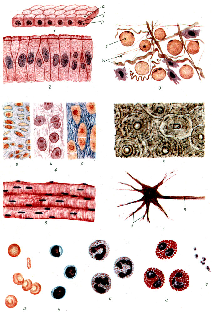 Объяснения к таблице I: 1 - кубический эпителий: a - клетка, j - ядро, p - протоплазма; 2 - цилиндрический эпителий; 3 - соединительная ткань: w - волокна, t - жировая клетка; 4 - хрящевая ткань: a - стекловидный хрящ, b - волокнистый хрящ, c - эластический хрящ; 5 - костная ткань; 6 - поперечно-полосатая мышечная ткань; 7 - нервная клетка: d - дендрит, n - неврит; 8 - кровь: a - эритроциты, b - лимфоциты, c - нейтрофилы, d - эозинофилы, e - кровяные пластинки