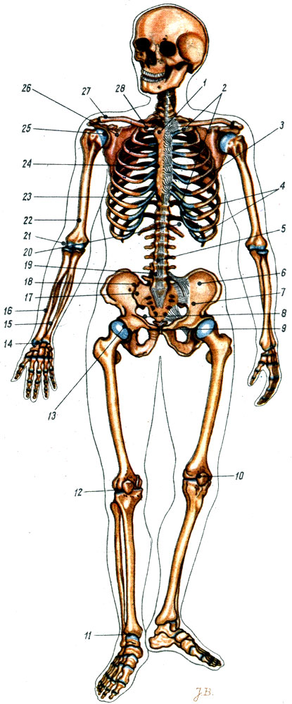 Объяснения к таблице II: 1 - рукоятка грудины; 2 - рёберные хрящи; 3 - грудная клетка; 4 - рёберная дуга; 5 - позвоночник; 6 - безымянная кость; 7 - большой таз; 8 - малый таз; 9 - лонное сочленение; 10-надколенная чашка; 11 -голеностопный сустав; 12 - коленный сустав; 13 - тазобедренный сустав; 14 - лучезапястный сустав; 15 - локтевая кость; 16 - лучевая кость; 17 - крестцовая кость; 18 - крестцово-подвздошный сустав; 19 - межпозвоночный диск; 20 - нижнее отверстие грудной клетки; 21 - локтевой сустав; 22 - плечевая кость; 23 - мечевидный отросток; 24 - тело грудины; 25 - плечевой сустав; 26 - лопатка; 27 - ключица; 28 - верхнее отверстие грудной клетки