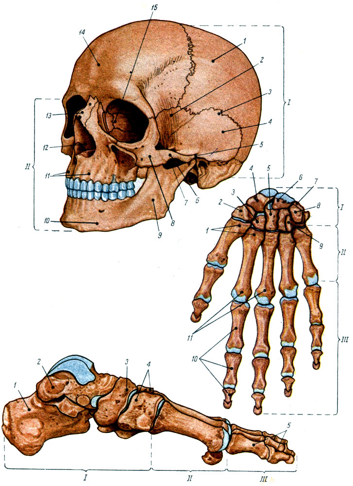 Объяснения к таблице IV: Кости головы: I - кости мозгового черепа; II - кости лицевого черепа, 1 - теменная кость, 2 - большое крыло клиновидной кости, 3 - шов, 4 - чешуя височной кости; 5 - височная кость, 6 - скуловая дуга, 7 - затылочная кость, 8 - скуловая кость, 9 - ветвь нижней челюсти; 10 - тело нижней челюсти; 11 - верхние челюсти; 12 - носовая полость; 13 - носовая кость; 14 - лобная кость; 15 - решетчатая кость. Кости кисти со стороны ладонной поверхности: I - запястье; II - пястье; III - фаланги пальцев, 1 - основания пястных костей; 2 - большая многоугольная кость, 3 - малая многоугольная кость, 4 - ладьевидная кость, 5 - головчатая кость, 6 - полулунная кость, 7 - трехгранная кость, 8 - гороховидная кость, 9 - крючковидная кость; 10 - фаланги; 11 - головки пястных костей. Кости стопы с внутренней стороны: I- кости предплюсны; II - кости плюсны; III - фаланги пальцев, 1 - пяточная кость; 2 - таранная кость; 3 - ладьевидная кость; 4 - клиновидные кости; 5 - фаланги
