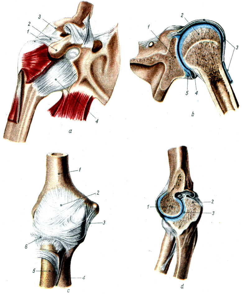 Объяснения к таблице V: a. Плечевой сустав (спереди): 1 - клювовидный отросток лопатки, 2 - коракоакромиальная связка, 3 - плечевой отросток лопатки, 4 - суставная сумка. b. Плечевой сустав (разрез): 1 - суставная впадина, 2 - головка плечевой кости, 3 - сухожилье двуглавой мышцы, 4 - суставная сумка, 5 - суставная губа. c. Локтевой сустав (спереди): 1 - плечевая кость, 2 - суставная сумка, 3 - боковая связка, 4 - локтевая кость, 5 - лучевая кость, 6 - кольцевидная связка, d. Локтевой сустав (разрез): 1 - блок плечевой кости, 2 - отросток локтевой кости, 3 - блоковая вырезка локтевой кости