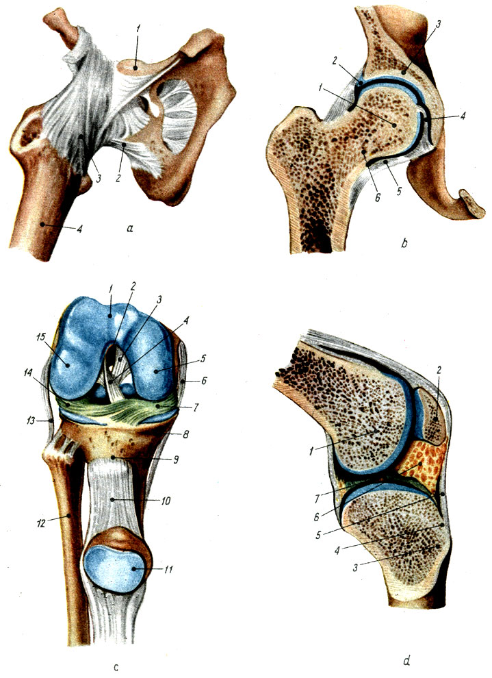 Объяснения к таблице VI: a. Тазобедренный сустав (спереди): 1 - безымянная кость, 2 - лобково-сумочная связка, 3 - подвздошно-бедренная связка, 4 - бедренная кость. b. Тазобедренный сустав (разрез): 1 - головка бедренной кости, 2 - суставная губа 3 - суставная впадина, 4 - круглая связка бедра, 5 - циркулярные волокна, c. Коленный сустав (спереди): 1 - бедренная кость, 2 - межмыщелковая яма, 3 - задняя крестообразная связка, 4 - передняя крестообразная связка, 5 - медиальный мыщелок бедренной кости, 6 - большеберцовая боковая связка, 7 - медиальный мениск, 8 - большеберцовая кость, 9 - бугристость большеберцовой кости, 10 - собственная связка надколенной чашечки, 11 - надколенная чашечка, 12 - малоберцовая кость, 13 - малоберцовая боковая связка, 14 - латеральный мениск, 15 - латеральный мышелок бедренной кости, d. Коленный сустав (разрез): 1 - бедренная кость, 2 - надколенная чашечка, 5 - большеберцовая кость, 4 - бугристость большеберцовой кости, 5 - собственная связка надколенной чашечки 6 - крыловидные складки, 7 - межмыщелковое возвышение
