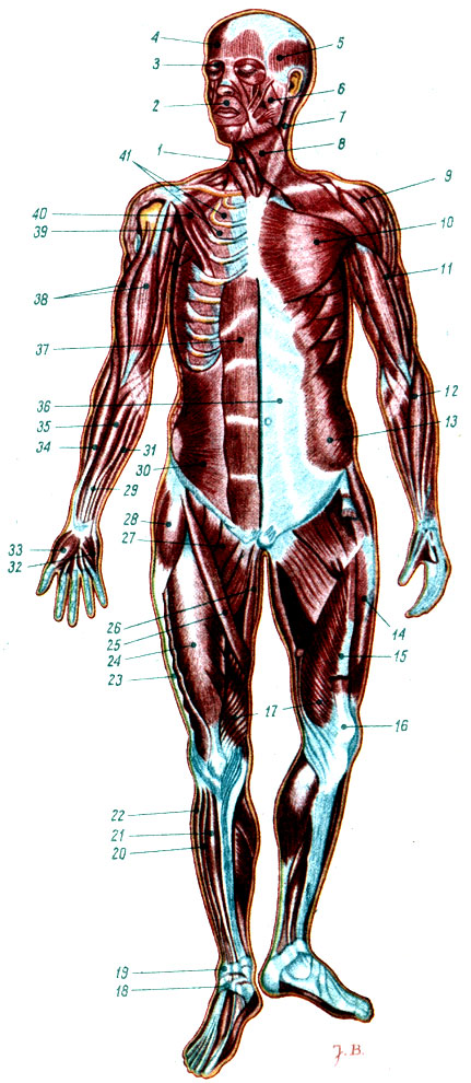 Объяснения к таблице VII: 1 - подъязычные мышцы; 2 - круговая мышца рта; 3 - круговая мышца глаза; 4 - лобная мышца; 5 - височная мышца; 6 - жевательная мышца; 7 - грудино-ключично-сосковая мышца; 8 - подкожная мышца шеи; 9 - дельтовидная мышца; 10 - большая грудная мышца; 11 - плечевая мышца; 12 - плечелучевая мышца; 13 - наружная косая мышца живота; 14 - латеральная широкая мышца бедра; 15 - промежуточная широкая мышца бедра; 16 - надколенная чашечка; 17 - медиальная широкая мышца; 18 - нижний сухожильный канал; 19 - верхний сухожильный канал; 20 - длинный локтевой разгибатель пальцев стопы; 21 - передняя большеберцовая мышца; 22 - малоберцовые мышцы; 23 - подвздошноберцовый тракт; 24 - прямая мышца бедра; 25 - портняжная мышца; 26 - нежная мышца; 27 - приводящие мышцы; 28 - мышца напрягающая широкую фасцию бедра; 29 - длинная ладонная мышца; 30 - внутренняя косая мышца живота; 31 - локтевой сгибатель кисти; 32 - мышцы мизинца; 33 - мышцы большого пальца; 34 - плечелучевая мышца; 35 - лучевой сгибатель кисти; 36 - влагалище прямой мышцы живота; 37 - прямая мышца живота; 38 - двуглавая мышца плеча; 39 - клюво-плечевая мышца; 40 - малая грудная мышца; 41 - межрёберные мышцы