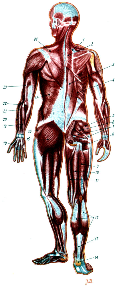 Объяснения к таблице VIII: 1 - мышца поднимающая лопатку; 2 - ромбовидные мышцы; 3 - выпрямляющие (собственные мышцы спины); 4 - задняя зубчатая мышца; 5 - малая ягодичная мышца; 6 - грушевидная мышца; 7 - близнечные мышцы; 8 - квадратная мышца бедра; 9 - двуглавая мышца бедра; 10 - полусухожильная мышца; 11 - полуперепончатая мышца; 12 - трехглавая мышца голени; 13 - Ахиллово сухожилие; 14 - бугор пяточной кости; 15 - большая ягодичная мышца; 16 - средняя ягодичная мышца; 17 - широкая мышца спины; 18 - длинный разгибатель большого пальца; 19 - локтевой разгибатель кисти; 20 - длинный и короткий лучевой разгибатель кисти; 21 - общий разгибатель пальцев; 22 - локтевая мышца: 23 - трехглавая мышца плеча; 24 - трапециевидная мышца