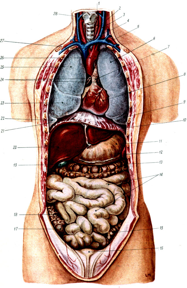Объяснения к таблице XI: 1 - пищевод; 2 - дыхательное горло; 3 - левая внутренняя яремная вена; 4 - плечеголовная вена; 5 - левая подключичная вена; 6 - верхняя доля левого легкого; 7 - легочный ствол; 8 - сердце; 9 - нижняя доля левого легкого; 10 - рёберно-диафрагмальный синус; 11 - желудок; 12 - селезенка; 13 - поперечная ободочная кишка; 14 - тонкая кишка; 15 - сигмообразная ободочная кишка; 16 - мочевой пузырь; 17 - слепая кишка; 18 - восходящая ободочная кишка; 19 - жёлчный пузырь; 20 - печень; 21 - диафрагма; 22 - нижняя доля правого легкого; 23 - средняя доля правого легкого; 24 - ушки сердца; 25 - верхняя доля правого легкого; 26 - аорта; 27 - верхняя полая вена; 28 - гортань