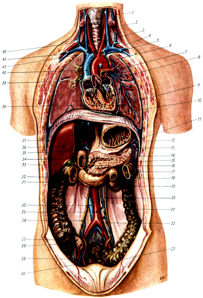 Объяснения к таблице XII: 1 - гортань; 2 - левая внутренняя яремная вена; 3 - левая общая сонная артерия; 4 - левая плечеголовная вена; 5 - левая подключичная вена; 6 - дуга аорты; 7 - левая легочная артерия; 8 - легочная плевра; 9 - полость околосердечной сумки; 10 - перикард; 11 - париетальная плевра; 12 - желудок; 13 - селезёночная артерия и вена; 14 - селезёнка; 15 - поджелудочная железа; 16 - проток поджелудочной железы; 17 - поперечно-ободочная кишка; 18 - тощая кишка; 19 - левая почка; 20 - левый мочеточник; 21 - нисходящая ободочная кишка; 22 - внутренняя семенная или яичниковая артерия; 23 - S-образная кишка; 24 - прямая кишка; 25 - червеобразный отросток; 26 - слепая кишка; 27 - подвздошная кишка; 28 - правый мочеточник; 29 - брюшная аорта; 30 - нижняя полая вена; 31 - двенадцатиперстная кишка; 32 - поперечно-ободочная кишка; 33 - желчный пузырь; 34 - общий желчный проток; 35 - воротная вена; 36 - печень; 37 - рёберно-диафрагмальный синус; 38 - сердце; 39 - правый бронх; 40 - верхняя полая вена; 41 - плечеголовной ствол; 42 - венозный угол; 43 - дыхательное горло