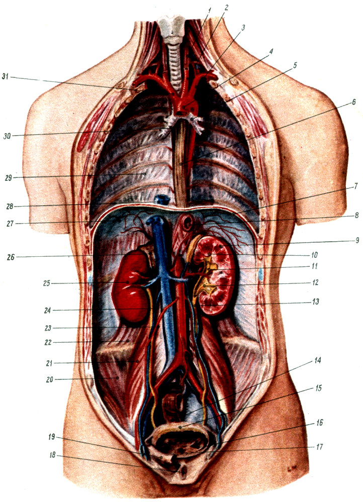 Объяснения к таблице XIII: 1 - пищевод; 2 - общая левая сонная артерия; 3 - левая подключичная артерия; 4 - дуга аорты; 5 - левый бронх; 6 - пищевод; 7 - диафрагма; 8 - разрез пищевода; 9 - корковое вещество почки; 10 - почечные пирамиды (мозговое вещество); 11 - почечная чашечка; 12 - почечная лоханка; 13 - мочеточник; 14 - прямая кишка; 15 - мочевой пузырь; 16 - устье мочеточника; 17 - устье мочеиспускательного канала; 18 - мочеиспускательный канал; 19 - тазовая кость; 20 - подвздошная мышца; 21 - поясничная мышца; 22 - квадратная мышца поясницы; 23 - внутренняя семенная или яичниковая артерия; 24 - внутренняя семенная или яичниковая вена; 25 - почка; 26 - надпочечник; 27 - диафрагма; 28 - нижняя полая вена; 29 - полость грудной клетки; 30 - правый бронх; 31 - плечеголовной ствол